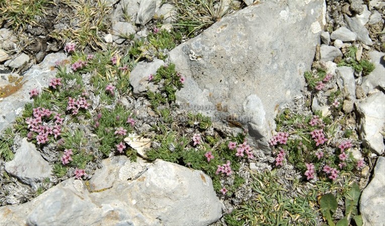 Asperula sp