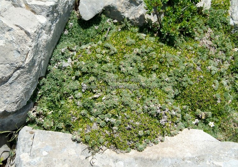 Arabis bryoides