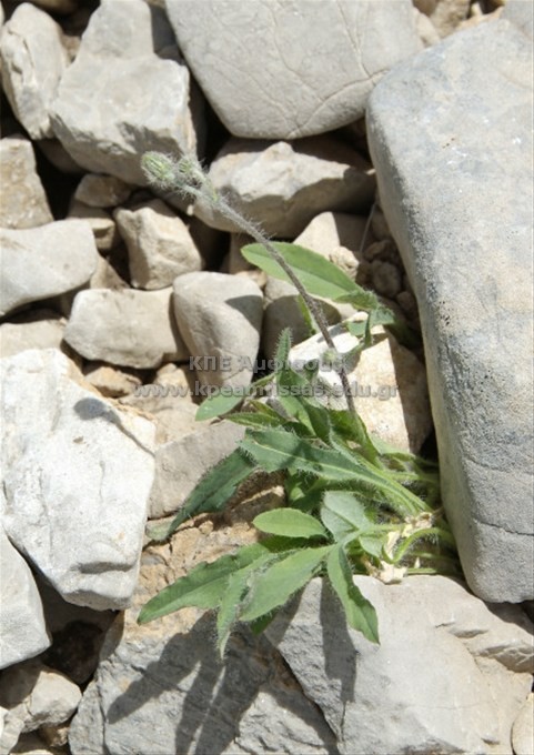Hieracium sp