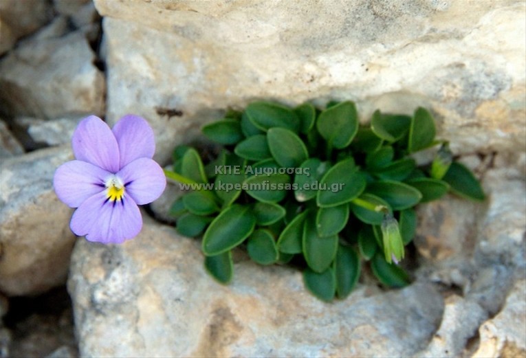 Viola poetica