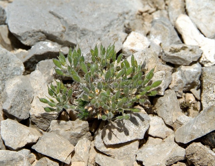 Draba parnassica