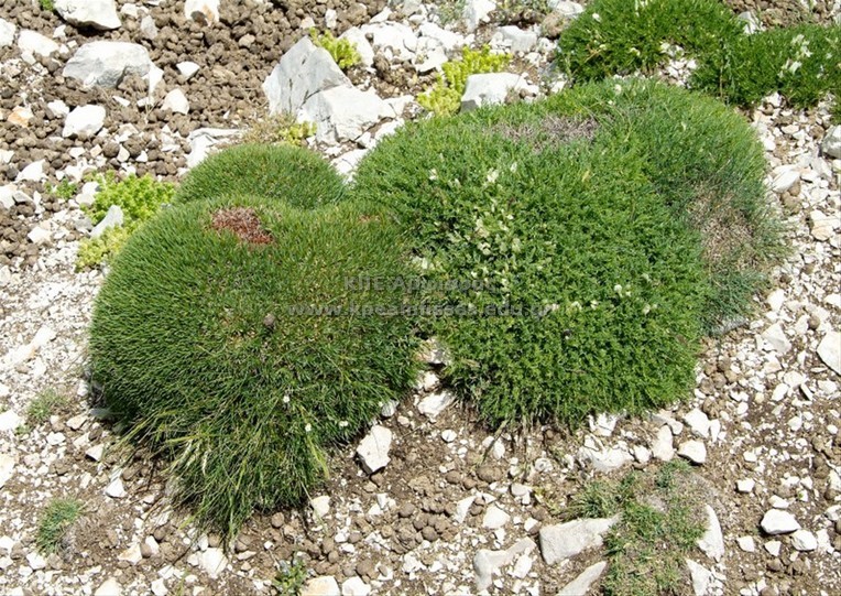 Astragalus angustifolius