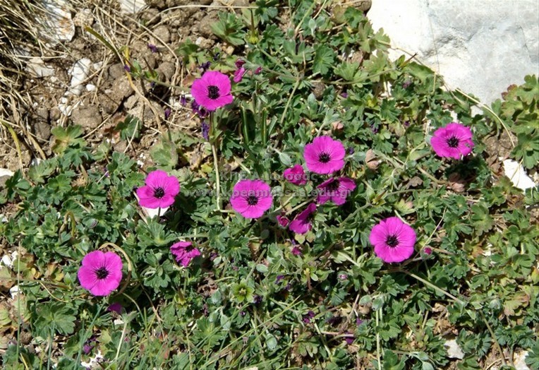 Geranium sp