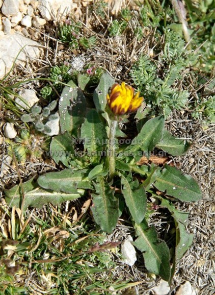 Taraxacuma sp
