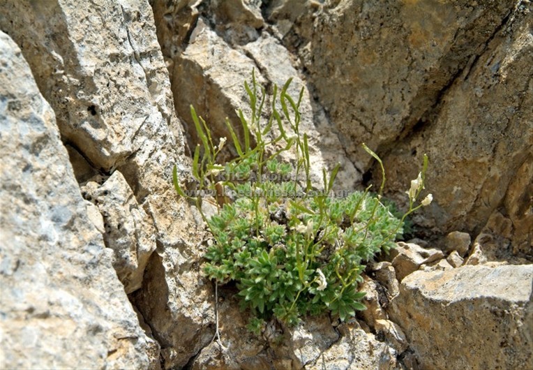 Cardamine sp