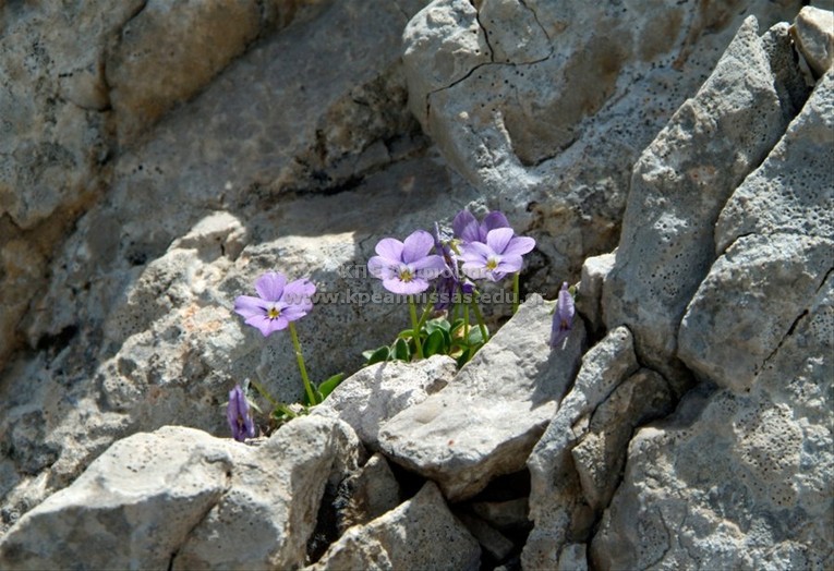 Viola sp