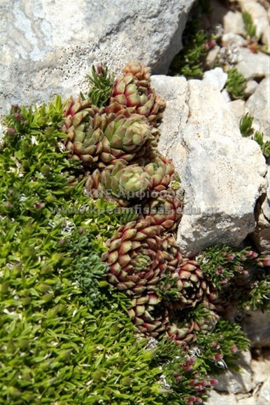 Saxifraga sp