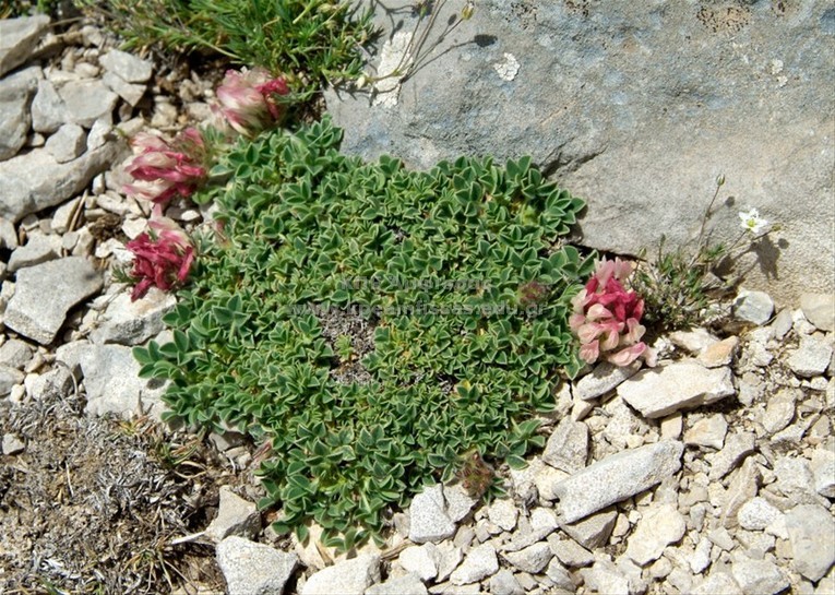 Medicago sp