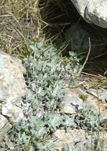 Achillea umbellata