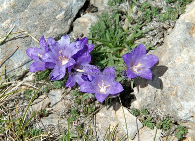 Edraianthus parnassicus