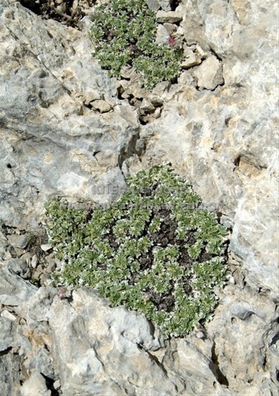 Potentilla kionaea