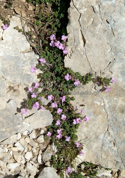Acinus sp