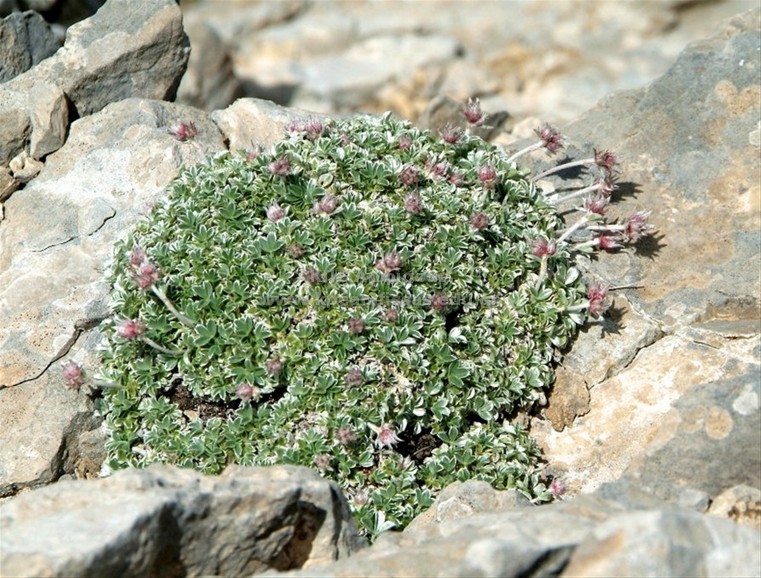 Medicago parnassicus