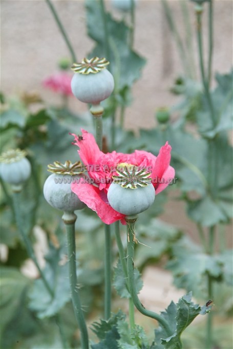 Papaver somniferum