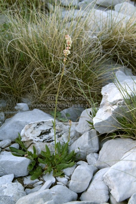 Rumex nebroides