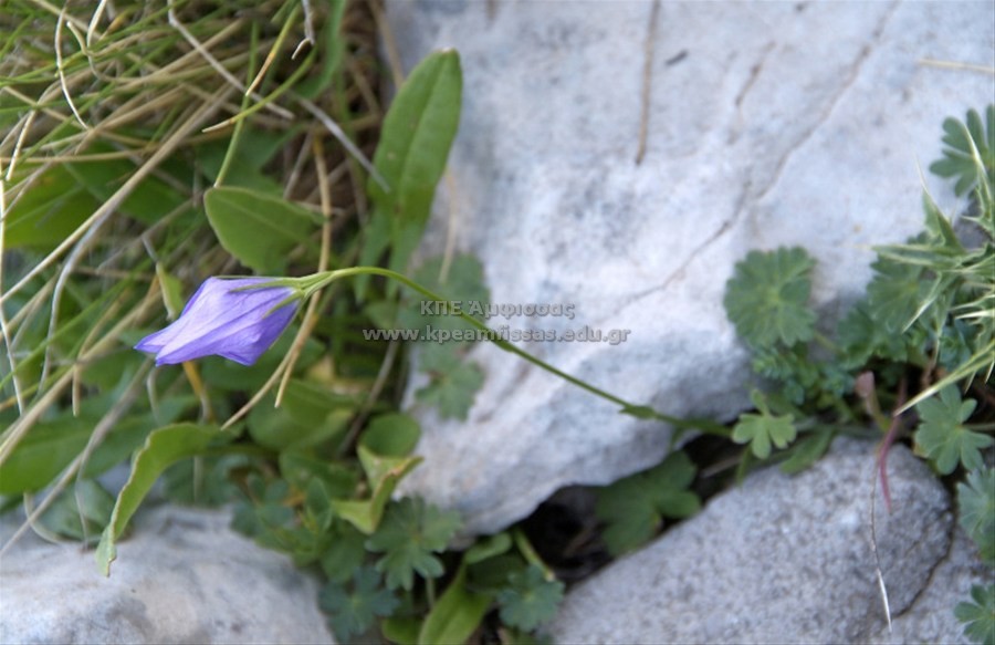 Campanula rotundifolia