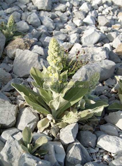 Verbascum sp