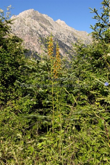 Digitalis feruginea