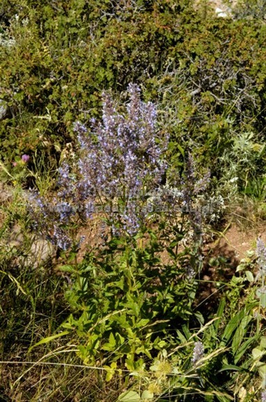 Nepeta nuda