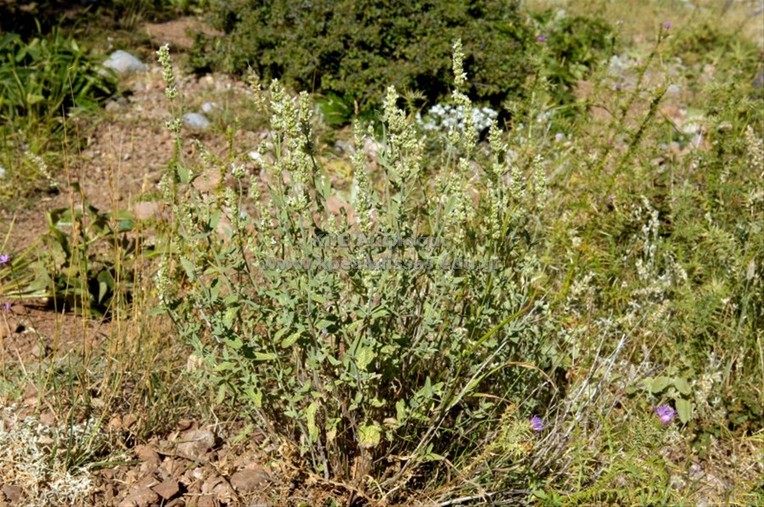 Nepeta spruneri