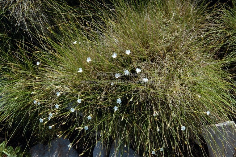 Dianthus integer