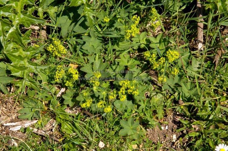 Alchemilla xanthochlora
