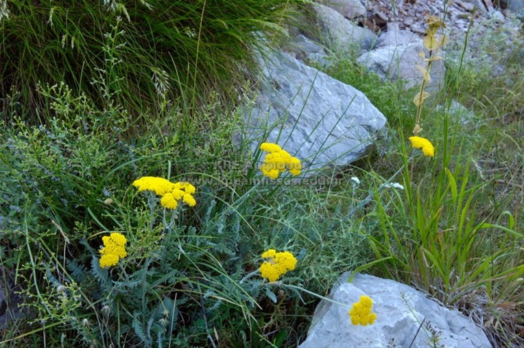 Achillea sp