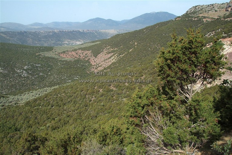 Juniperus phoenicea