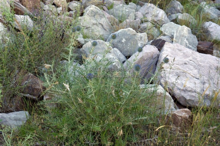 Echinops sp