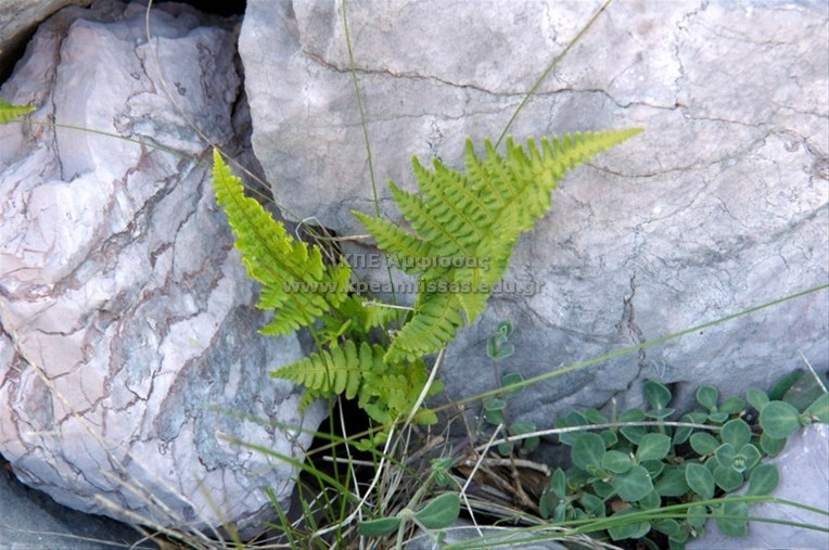 Dryopteris villarii
