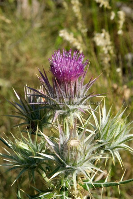 Cirsium sp