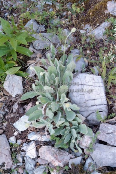 Hieracium punnosum