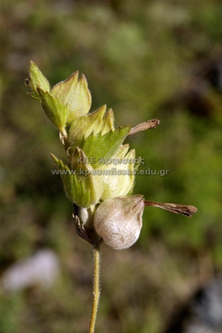 Rhinanthus pubescens