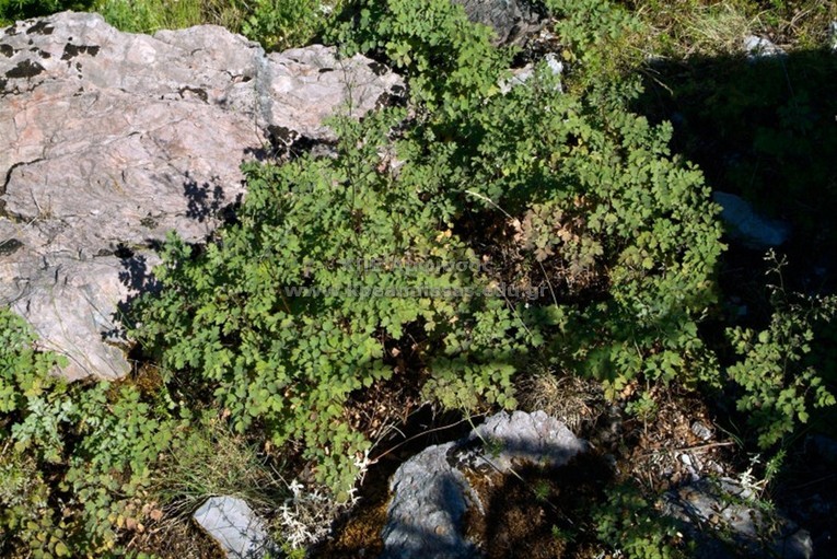 Thalictrum minor