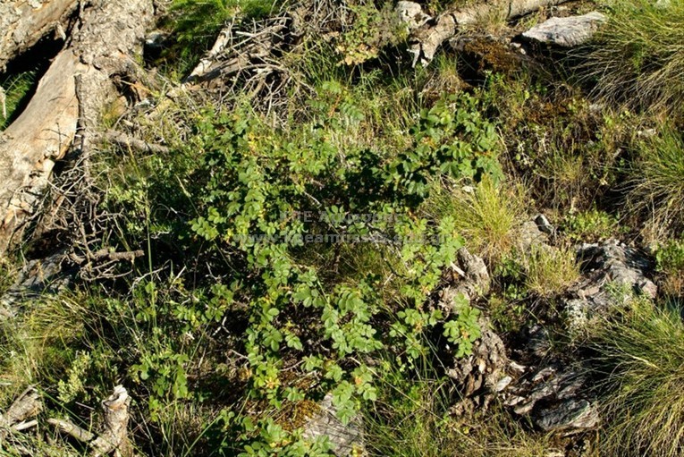 Rosa sp