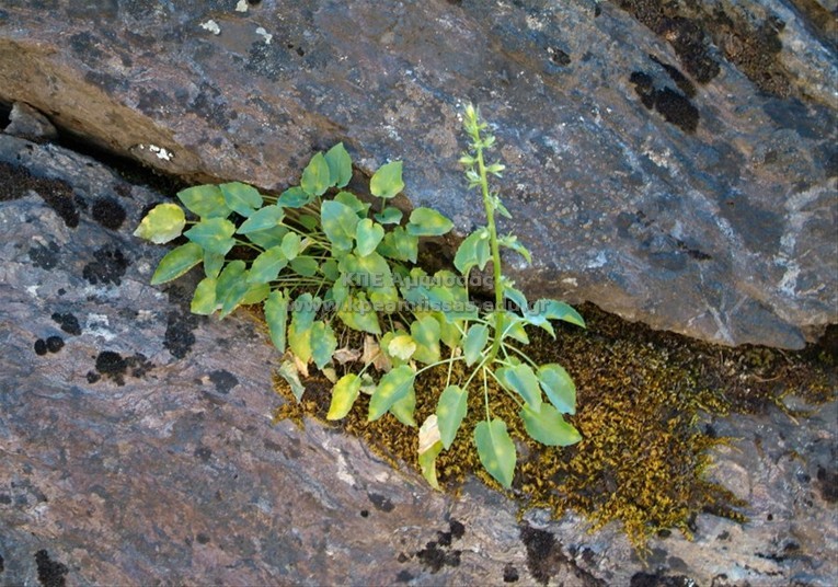 Campanula versicolor