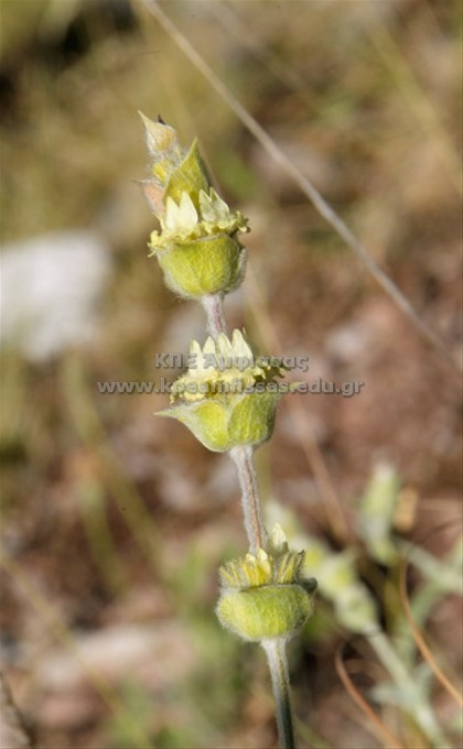 Sideritis raeseri