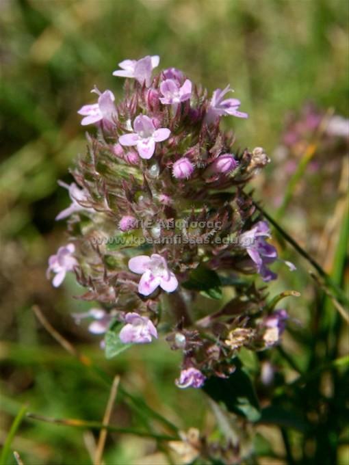 Thymus sp