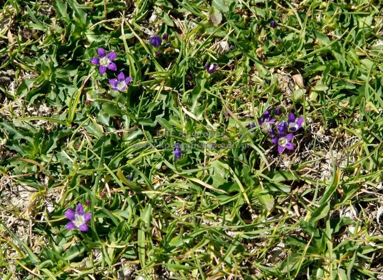 Campanula radicosa