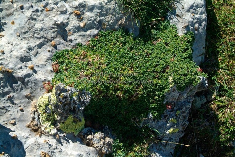 Trifolium parnassi