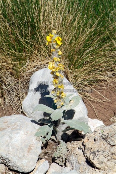 Verbascum reiseri