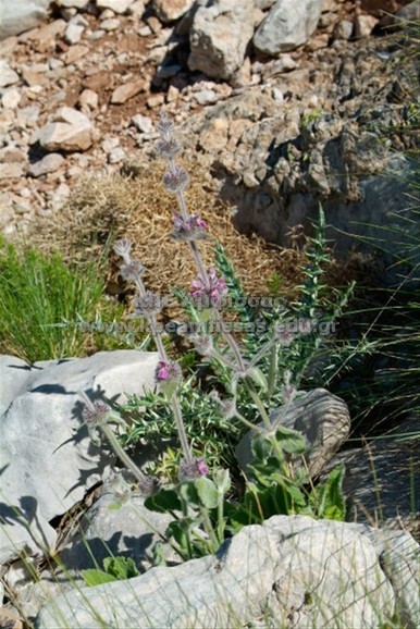 Stachys tymphaea