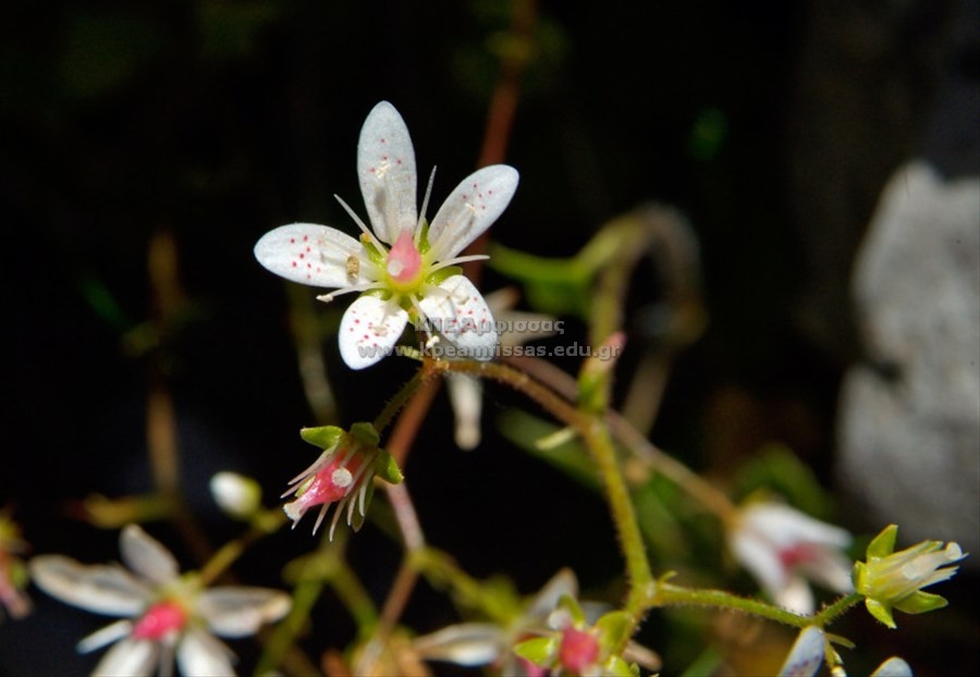Saxifraga rotundifolia