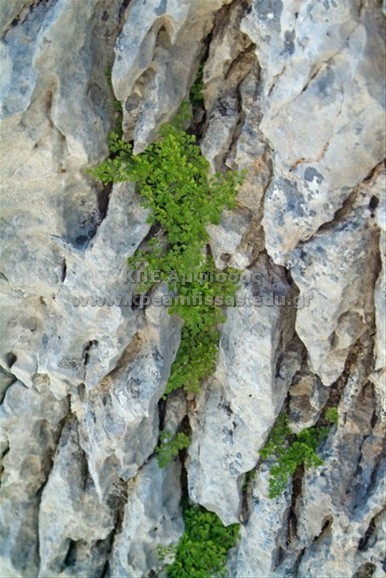 Asplenium sp