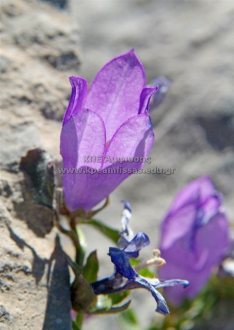 Campanula rupicola