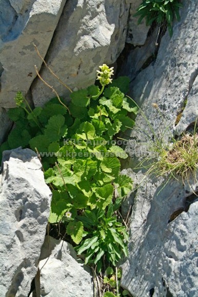 Stachys alopecurus