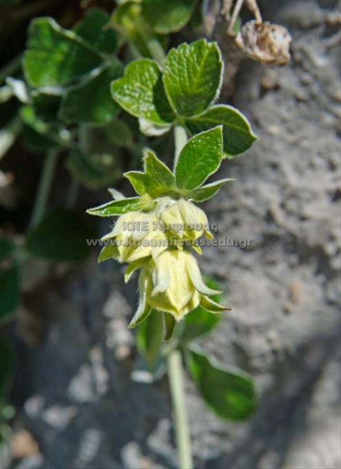 Potentilla speciosa