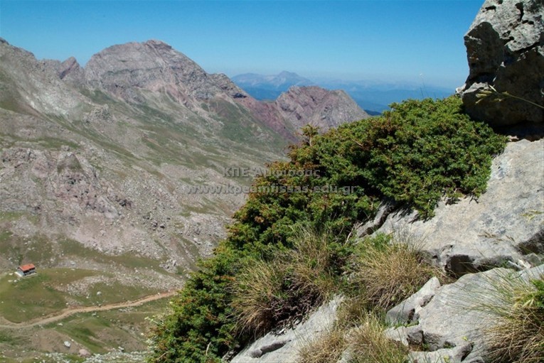 Juniperus communis