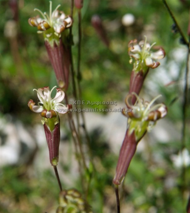 Silene parnassica