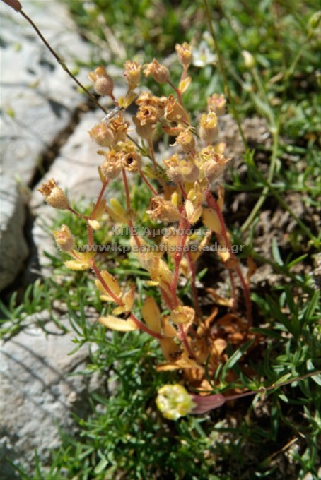 Saxifraga adscendens